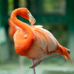 Nature Photography flamingo