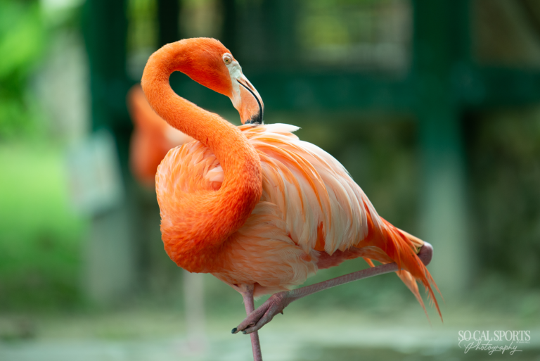 Nature Photography flamingo