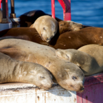 Nature Photography seals on bouy closeup